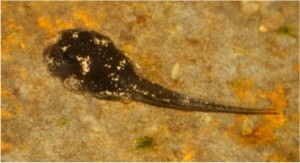 Atelopus limosus tadpole