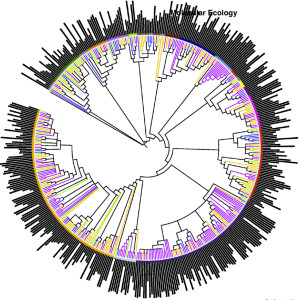 Phylogenetic Tree of Amphibian Skin Bacteria