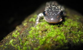 NPR's Living On Earth interviews Dr. Woodhams: Good Bacteria Could Save Amphibians