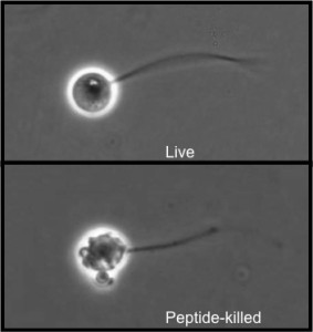 Peptides killing Bd