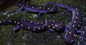 optimized_salamanders_dwoodhams_760x400