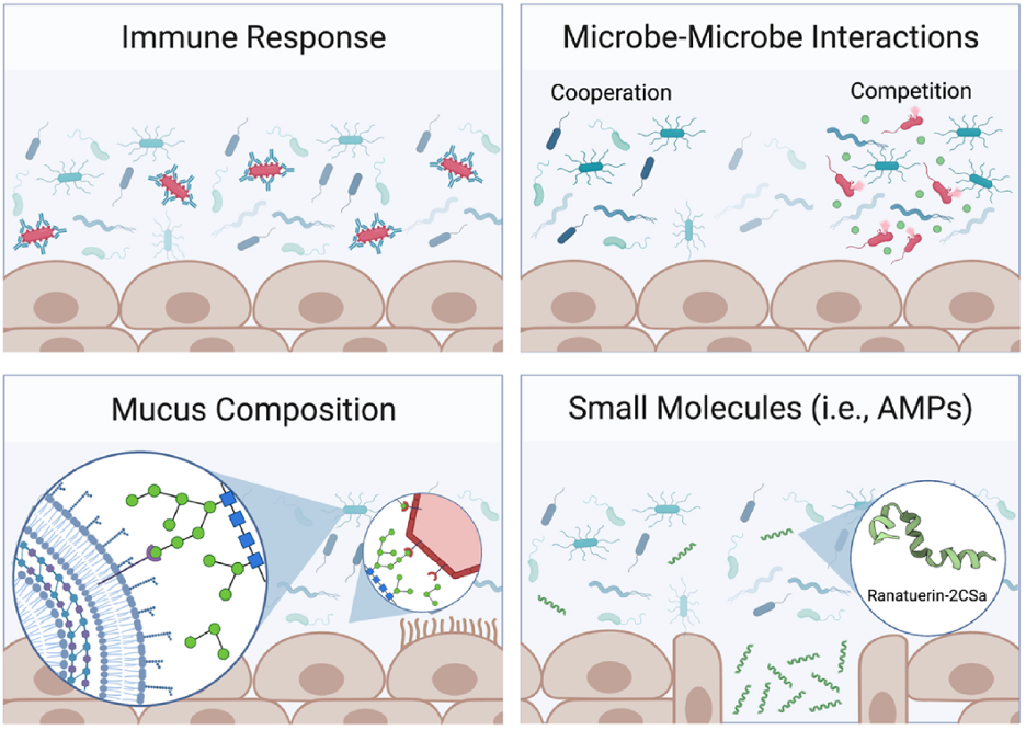 Amphibia Snot Woodhams lab reviews the Amphibian Mucosome in Theme Issue on Amphibian ...